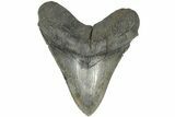 Fossil Megalodon Tooth - South Carolina #203055-1